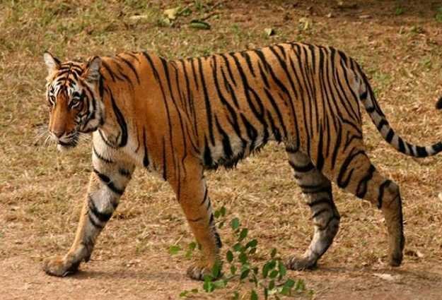 बाघ के हमले से युवक की मौत, ग्रामीणों में आक्रोश